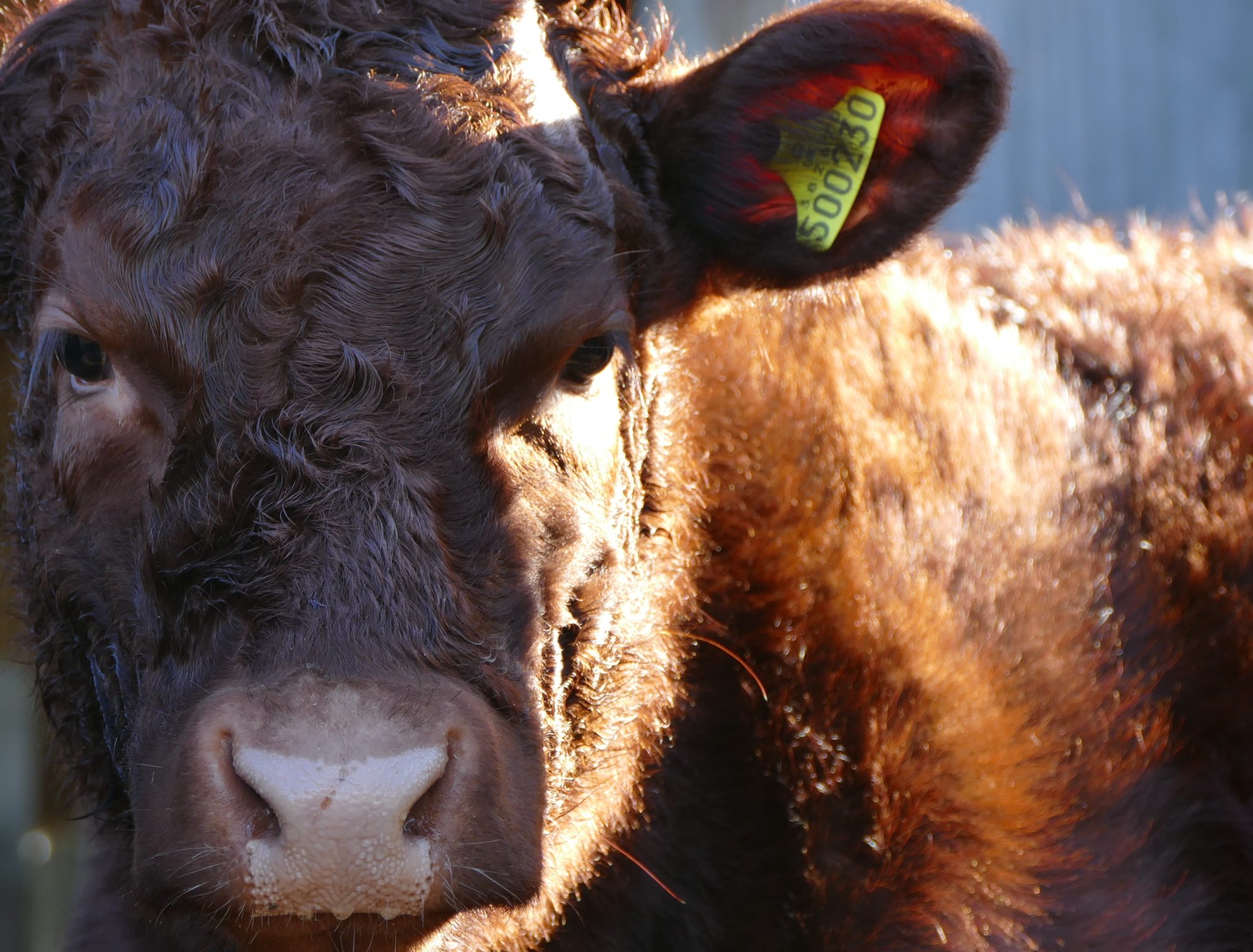 The Breed - Red Ruby Devon Cattle