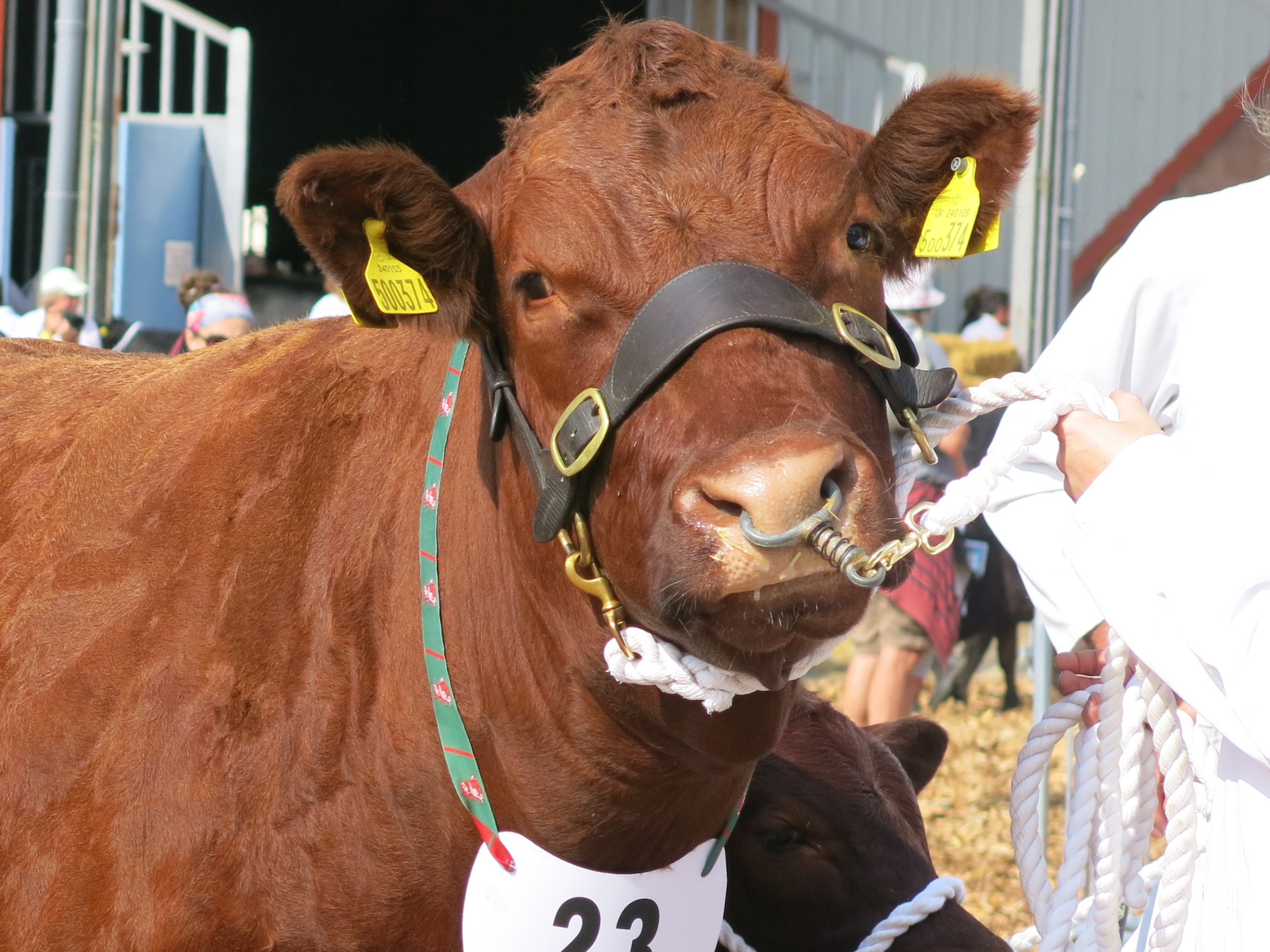 REMINDER CLOSING DATES FOR MULTI-DAY SHOW ENTRIES - Red Ruby Devon Cattle