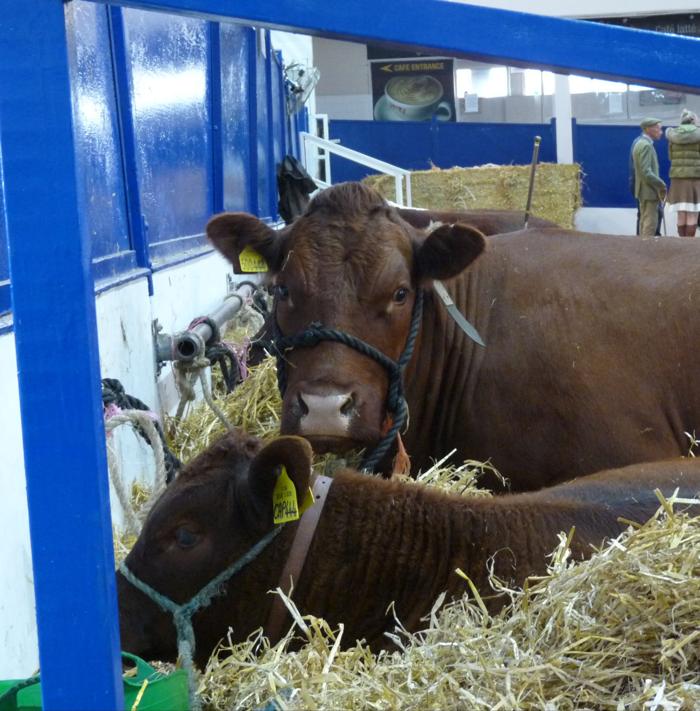 REMINDER CLOSING DATE FOR ENTRIES TO DUNSTER SHOW JULY 9TH