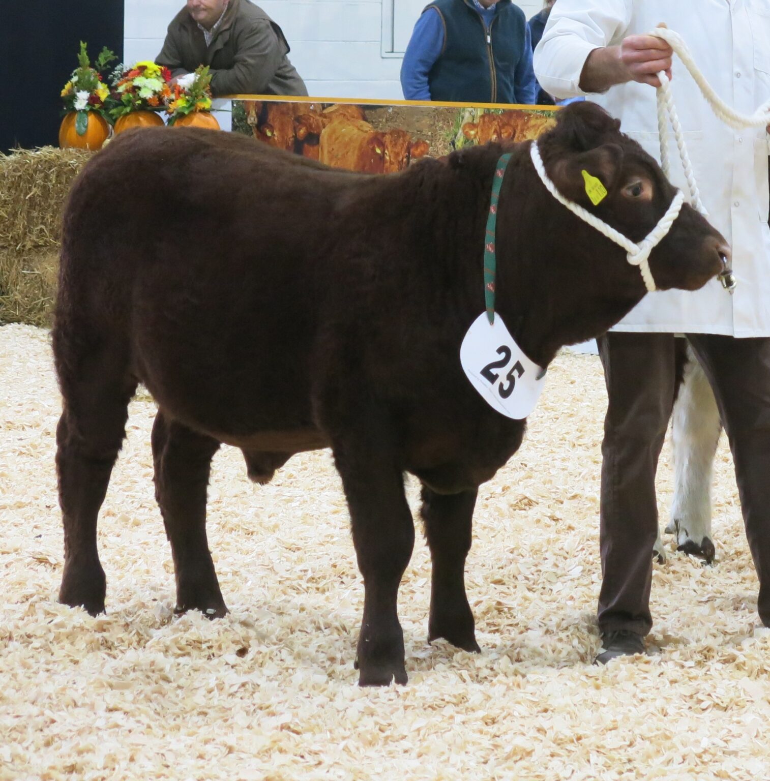 2023 Sedgemoor Calf Show Friday 3rd February - Red Ruby Devon Cattle