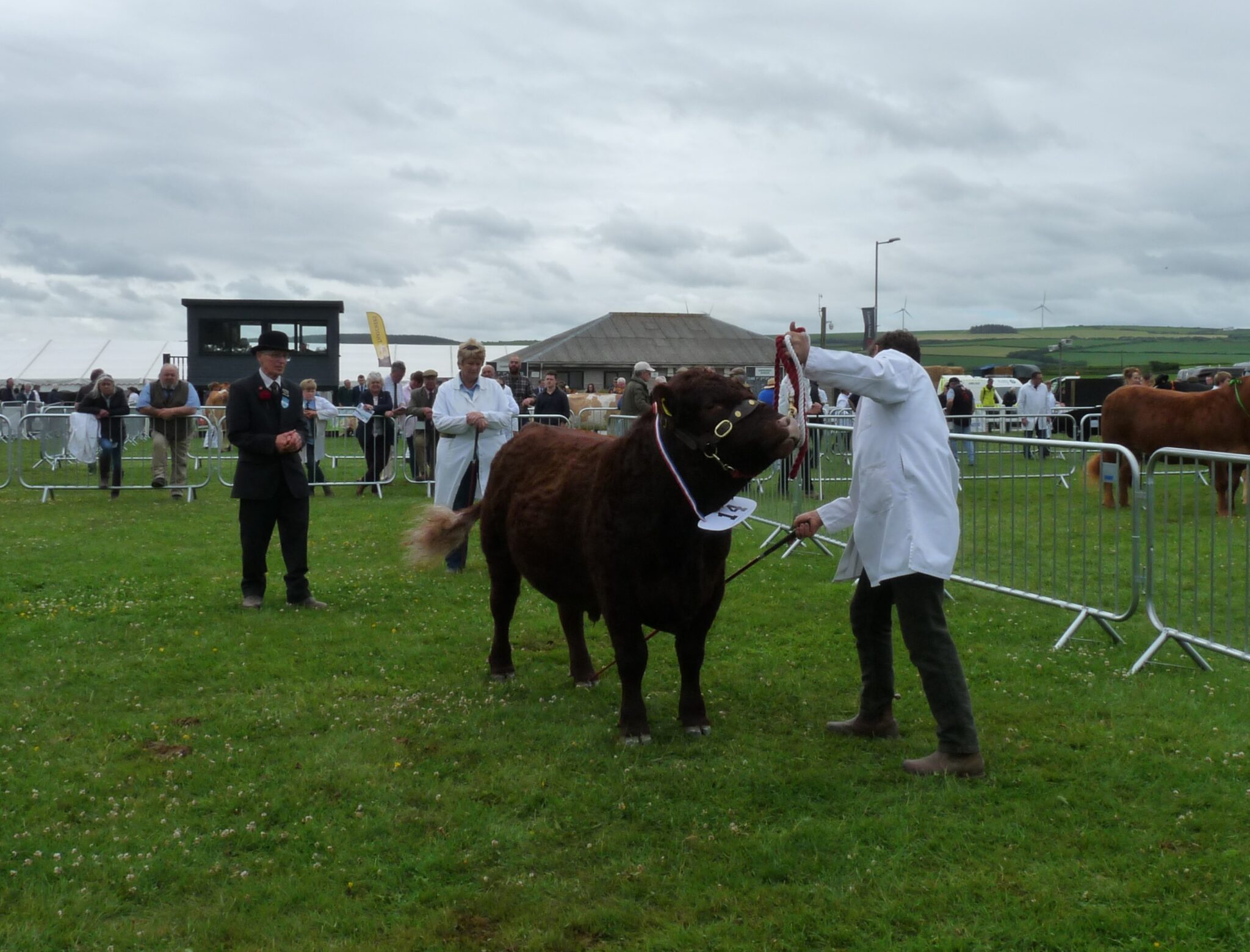 DCBS Judge's Workshop - Red Ruby Devon Cattle