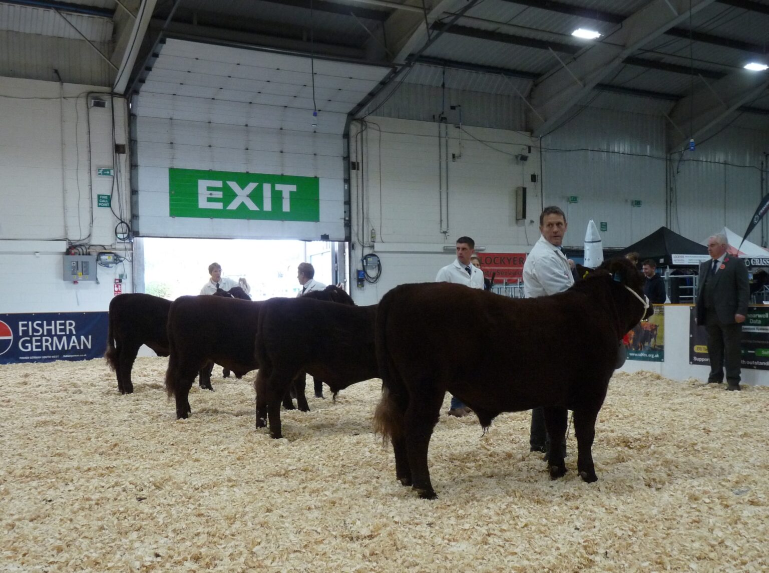AGRIFEST - Red Ruby Devon Cattle