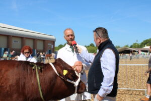 Devon County Show 2025 - Red Ruby Devon Cattle