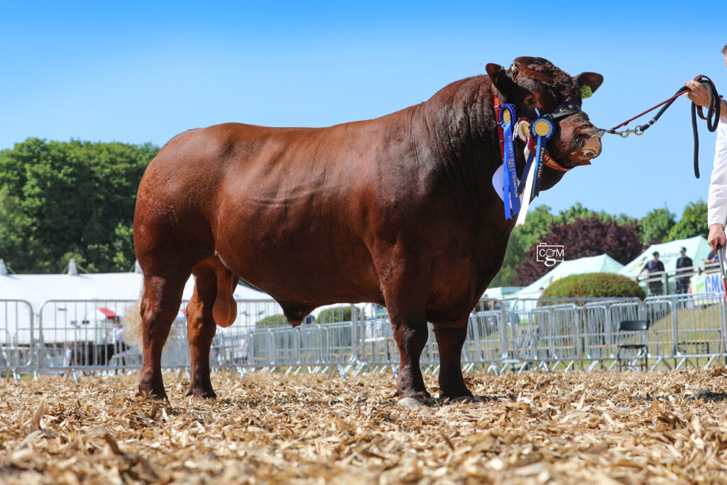 DCBS News Archives - Red Ruby Devon Cattle
