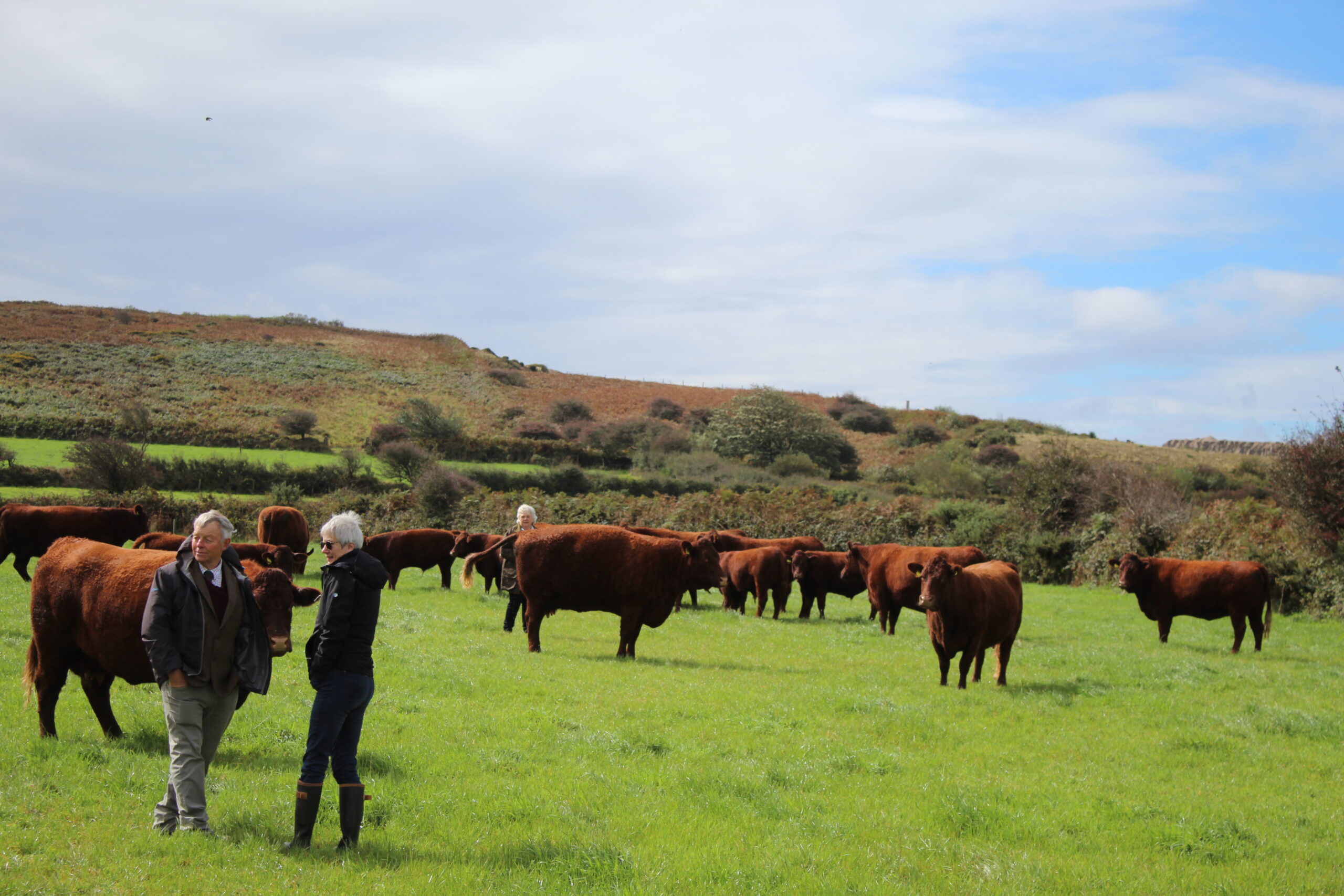 DCBS HERD COMPETITION RESULTS 2025 - Red Ruby Devon Cattle