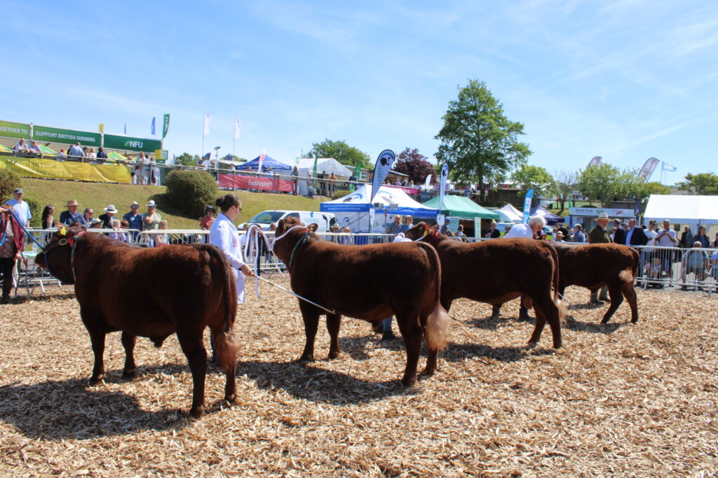 Show deadlines for entries rapidly approaching! - Red Ruby Devon Cattle