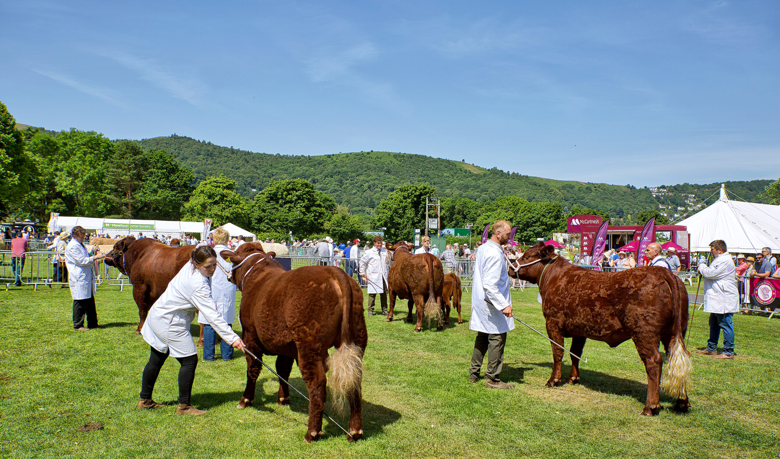 DCBS NATIONAL SHOW NEXT WEEK! - Red Ruby Devon Cattle