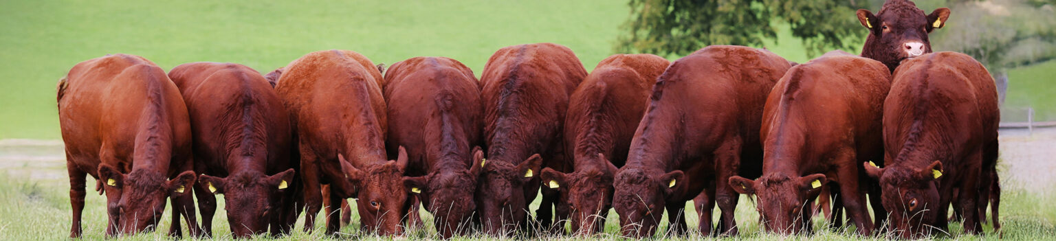 Home - Red Ruby Devon Cattle