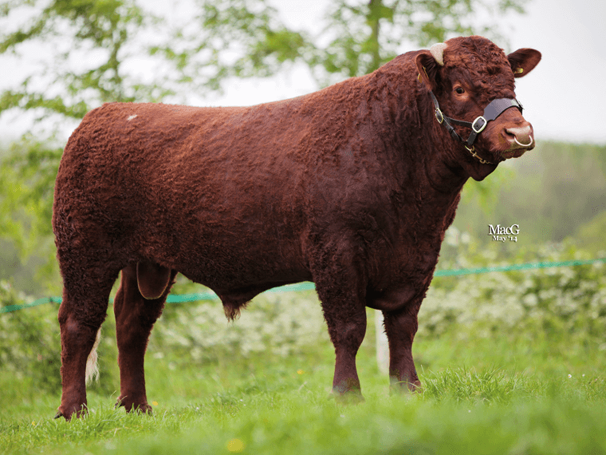 Semen for Sale - Red Ruby Devon Cattle